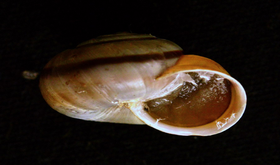 Chilostoma cingulatum di Avezzano